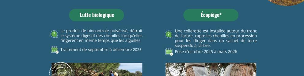 Lutte collective 2025 chenilles processionnaires du pin