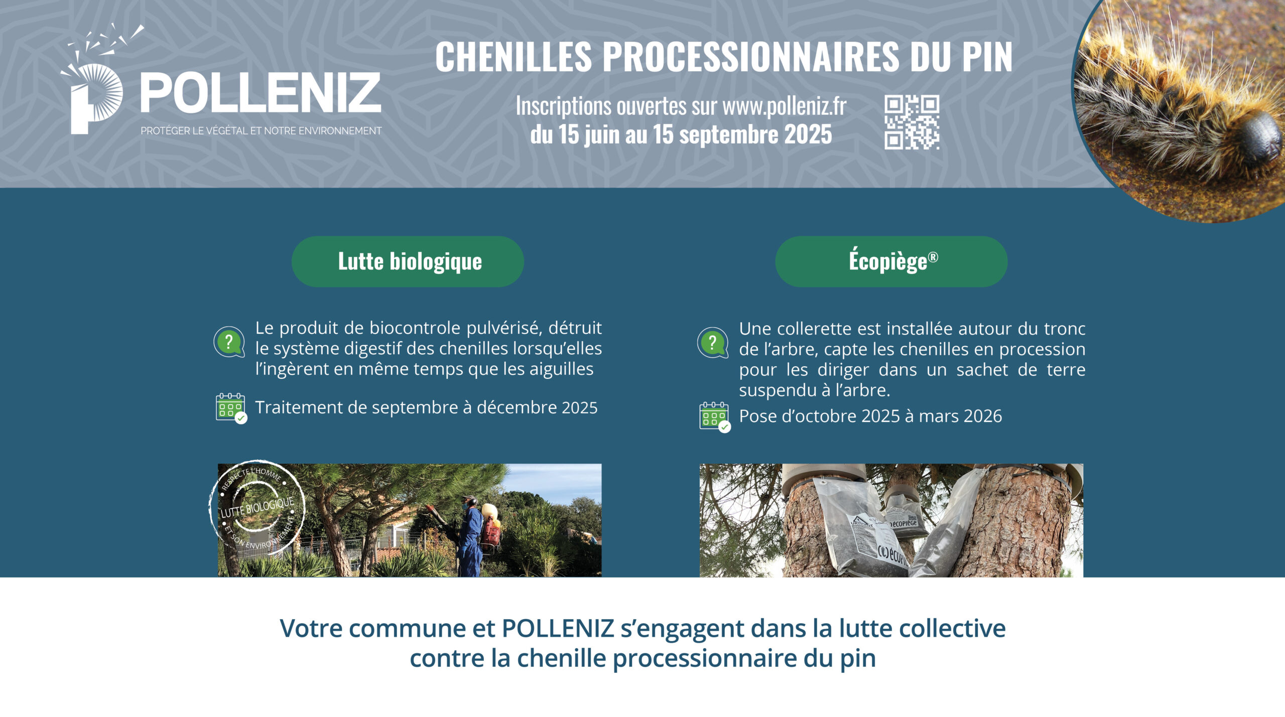 Lutte collective 2025 chenilles processionnaires du pin